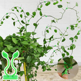 گیره نگهدارنده گل پتوس بسته 10 عددی